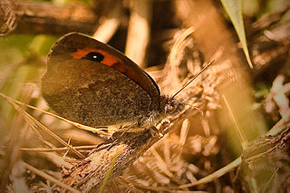 <i>Erebia hispania</i> Species of butterfly