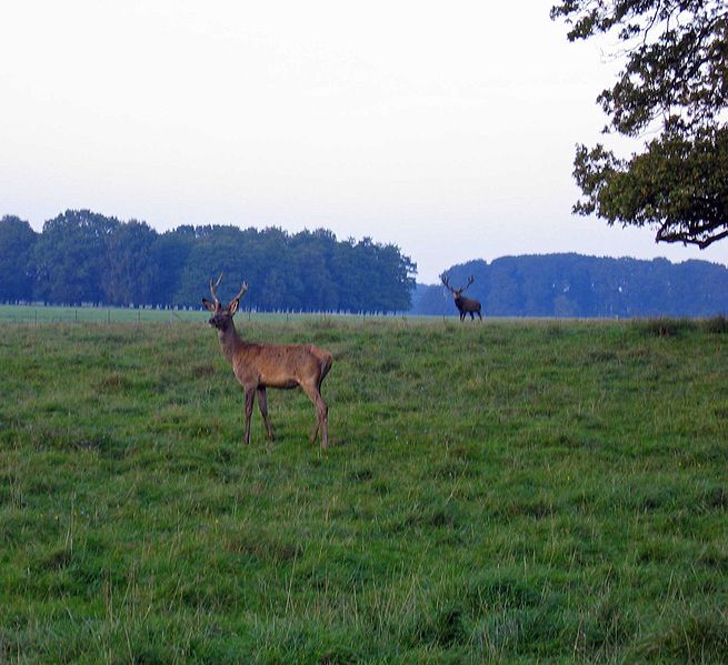 File:Eremitagesletten 26-09-06 01.jpg