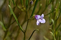 Eremophila phillipsii