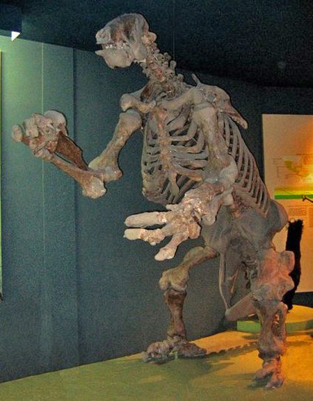 Fossil Eremotherium skeleton, National Museum of Natural History, Washington, DC.