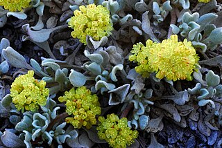 <i>Eriogonum diclinum</i> Species of wild buckwheat