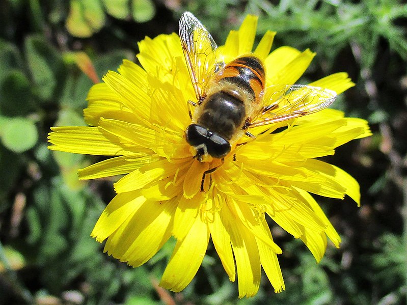 File:Eristalis tenax 13.jpg