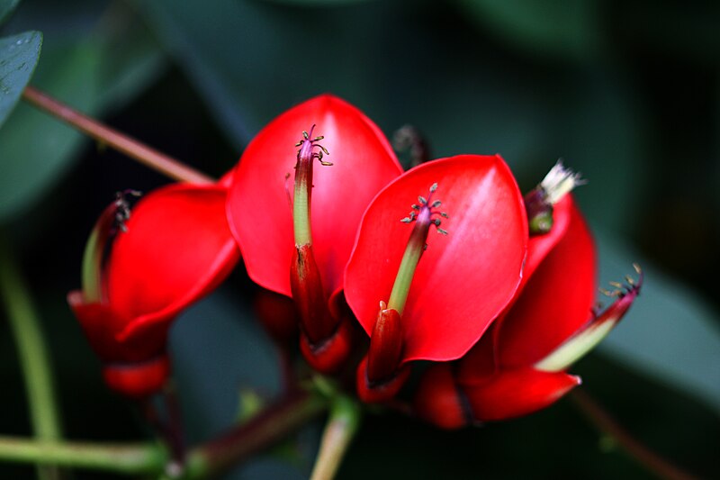 File:Erythrina crista-galli (002).jpg