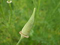 Eschscholzia californica 0.4 R.jpg
