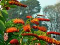 Inflorescences de Combretum rotundifolium cultivé en Californie