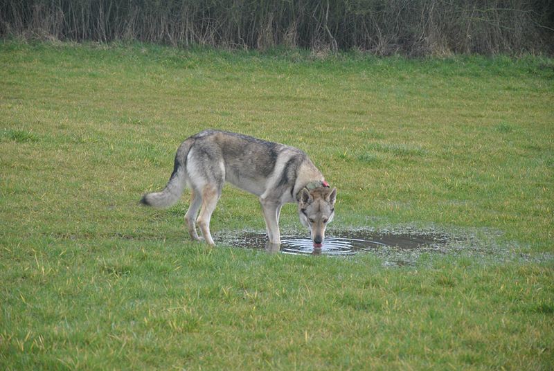 File:Eska der Tschechoslowakische Wolfhund beim trinken.jpg