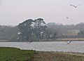 Envolée d'oiseaux sur l'étang du Relecq-Kerhuon