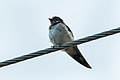 Ethiopian Swallow - Ghana S4E2764 (16978329422).jpg