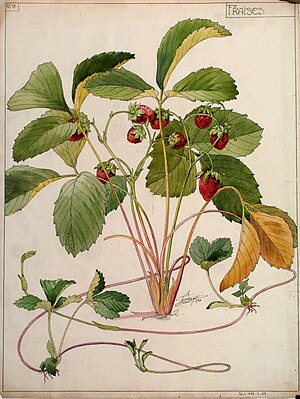 Rosaceae: Étymologie, Description, Sous-familles
