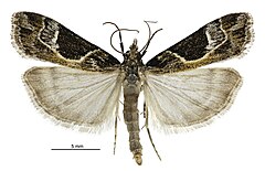 Eudonia melanaegis muški.jpg