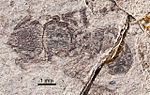 صورة مصغرة لـ نمل حجري حقيقي