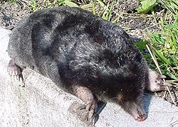 European mole animal.jpg