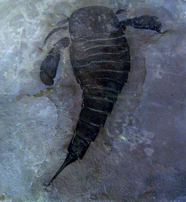 E. lacustris from the Muséum national d'histoire naturelle, France.