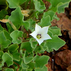 Exodeconus miersii icosahedron iNat.jpg