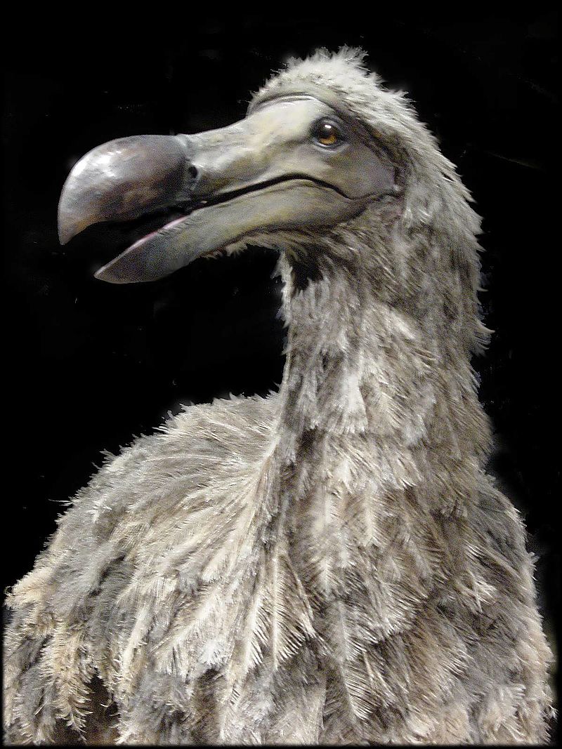 Dodo 3