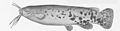 FMIB 51852 Electric Catfish, Torpedo electricus (Gmelin) Congo River.jpeg