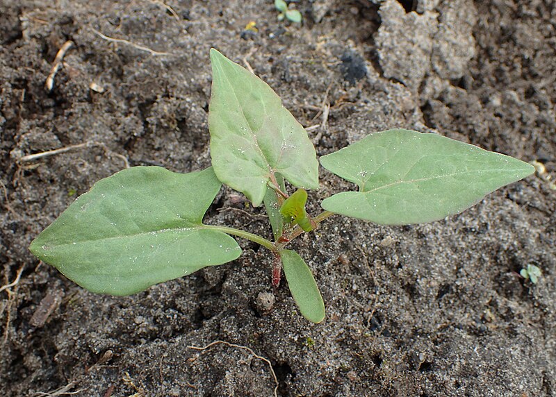 File:Fallopia convolvulus kz01.jpg