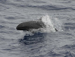 False killer whale Species of oceanic dolphin in the genus Pseudorca