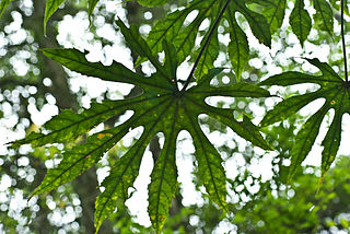 <i>Fatsia polycarpa</i> Species of flowering plant