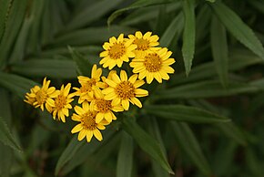 Beschrijving van de afbeelding Faujasia salicifolia.JPG.