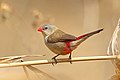 Fawn-breasted Waxbill, Sakania, DRC (7863266542).jpg