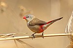 Thumbnail for Fawn-breasted waxbill