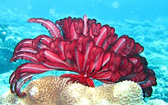 File:Feather star in Flinders Reef, Moreton Island.jpg (Category:Himerometra robustipinna)