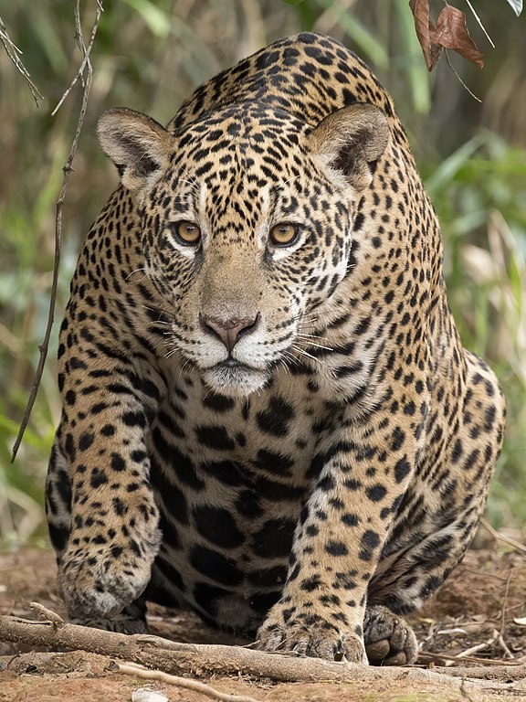 File:Female Jaguar.JPG - Wikimedia Commons