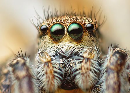 Tập_tin:Female_Jumping_Spider_(Habronattus_coecatus).jpg