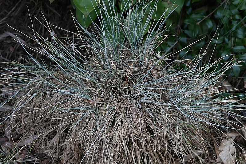 File:Festuca ovina var. glauca Elijah Blue 3zz.jpg