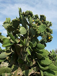 <i>Opuntia ficus-indica</i> Species of cactus