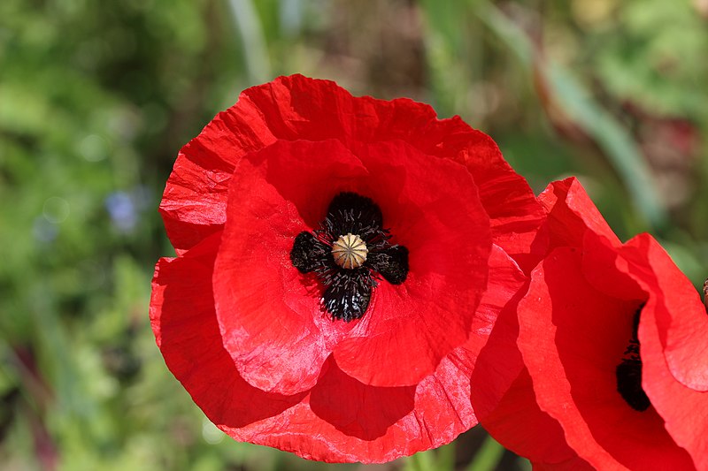 File:Field poppy - Papaver rhoeas (12190335083).jpg