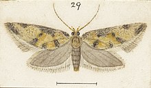 Illustration of T. epimylia by George Hudson. Fig 29 MA I437628 TePapa Plate-XXIX-The-butterflies full (cropped).jpg