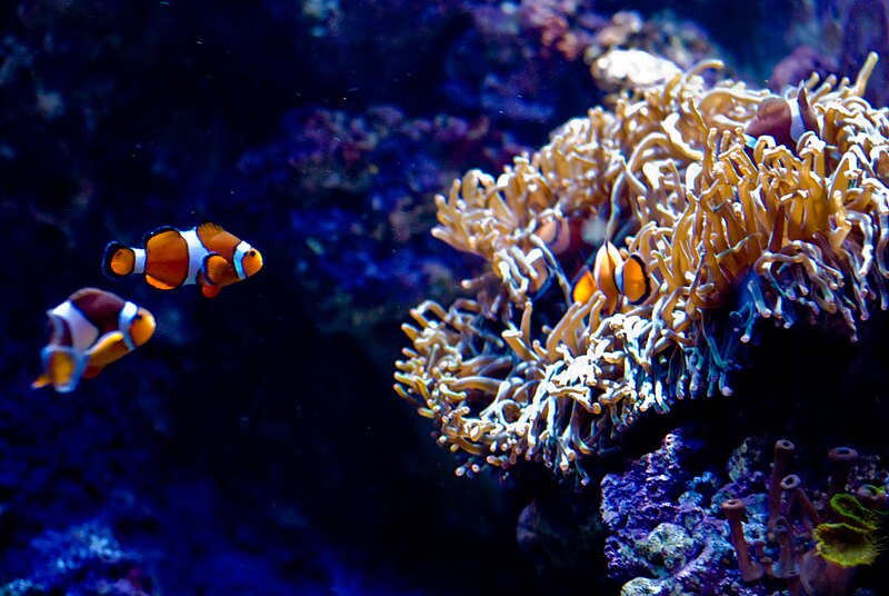 File:Finding Nemo (2155740832).jpg
