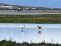 Laguna Nímez Reserve, El Calafate, Argentina