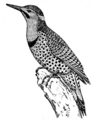 Flickers (PSF).png