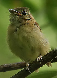 Flickr - Sadetanko - Tikkahäntäinen lapio (Platyrinchus cancrominus) (1) .jpg