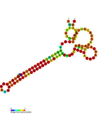 <span class="mw-page-title-main">FlmA-FlmB toxin-antitoxin system</span>