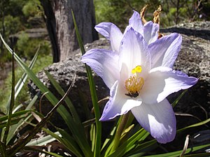 Vellozia with a visiting pollinator Flor de Ibitipoca1.JPG