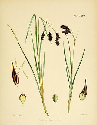 <i>Carex magellanica</i> Species of grass-like plant