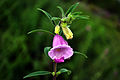 Flower of Sesamum indicum.jpg