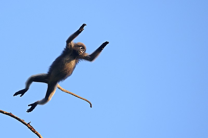 File:Flying Dusky Langur, Trachypithecus obscurus in Kaeng Krachan national park (15330947553).jpg