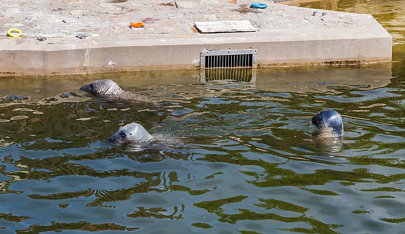 File:Focario de focas grises (Halichoerus grypus), Hel, Polonia, 2013-05-23, DD 03.jpg