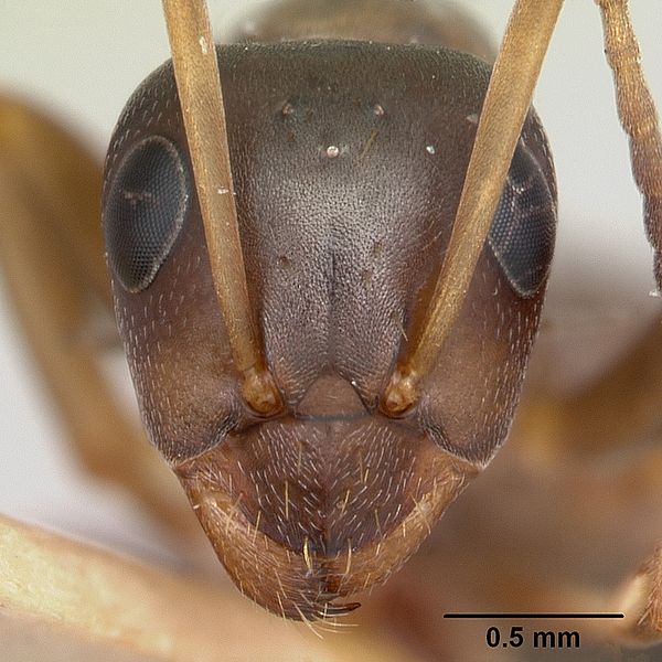 File:Formica dirksi casent0105596 head 1.jpg