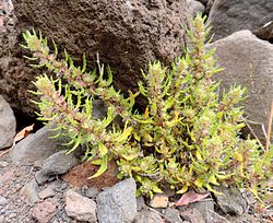 Kanarianpetterikki (Forsskaolea angustifolia)