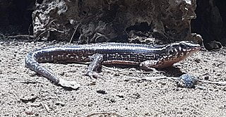 <i>Zonosaurus quadrilineatus</i> Species of lizard