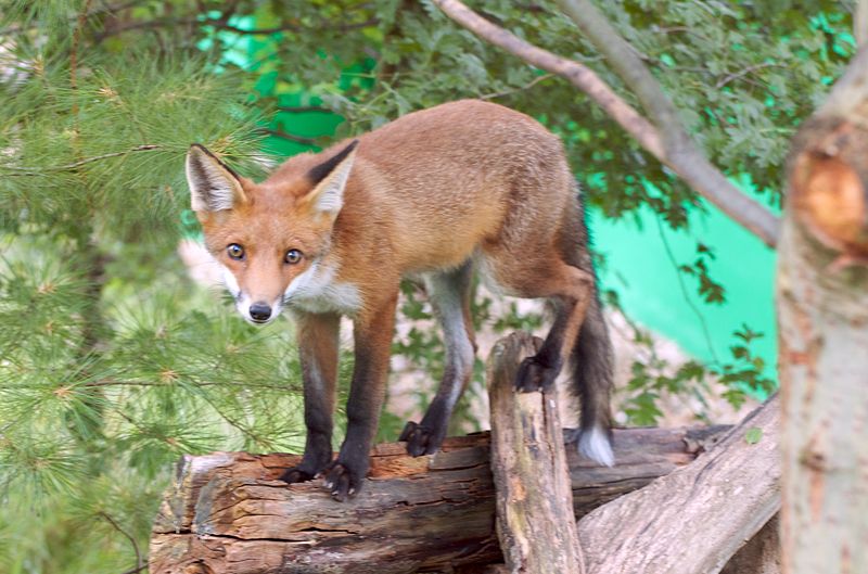 File:Fox up a tree.jpg