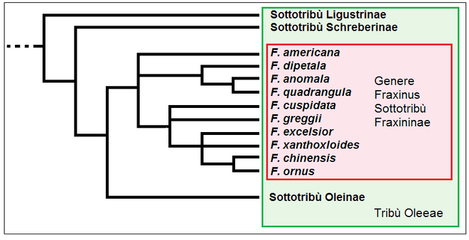 Cladogramma del genere