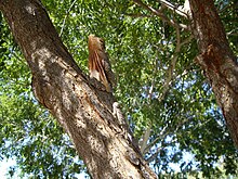 Frilled lizard in natural environment, showing camouflage Frilly.jpg