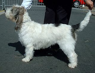 Grand Basset Griffon Vendéen Dog breed